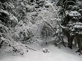 il bosco di Roncobello
